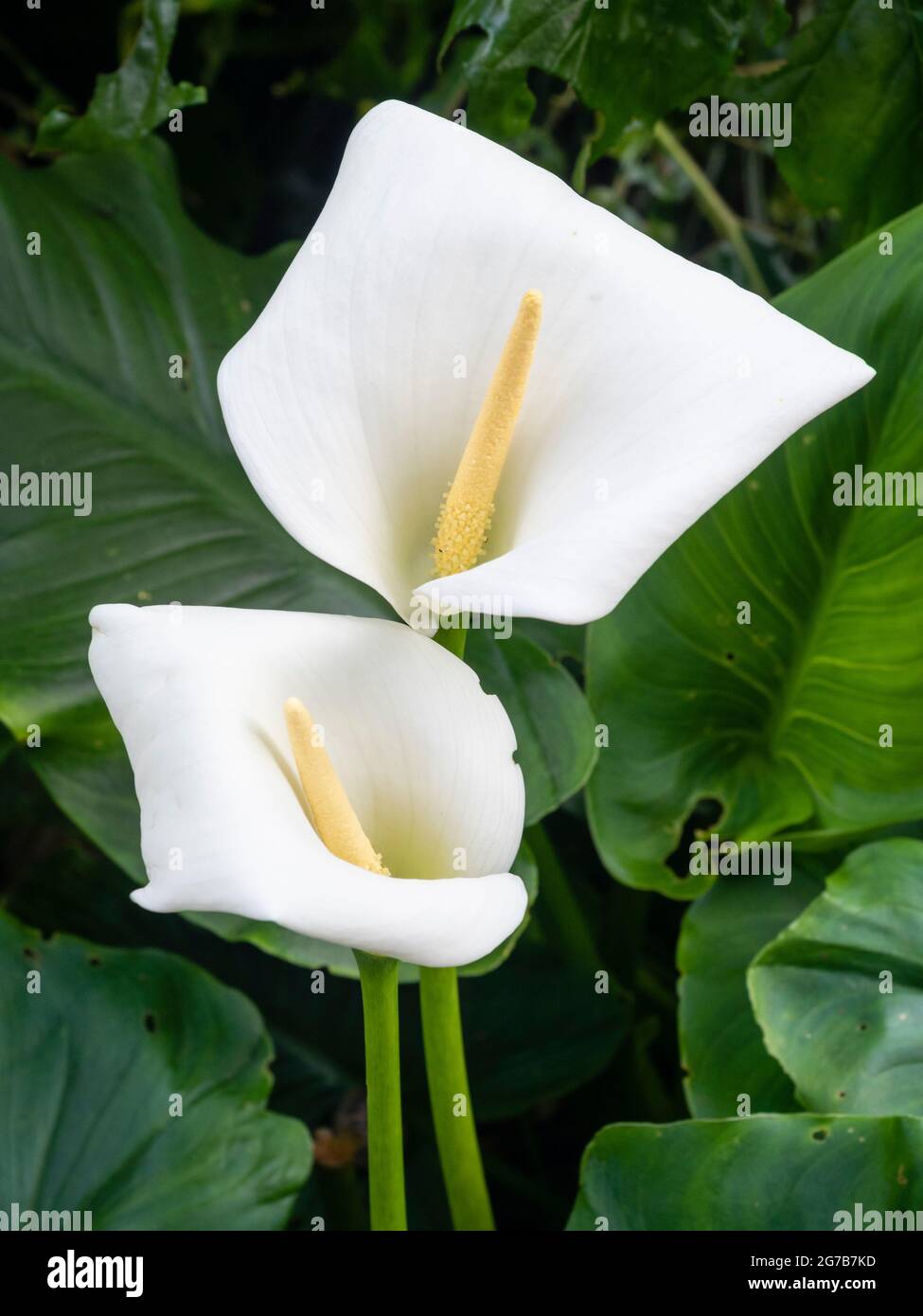 Weiße Spathe und gelbe Spadix der widerstandsreichsten der weiß blühenden Calla-Lilien, Zantedeschia aethiopica 'Crowborough' Stockfoto