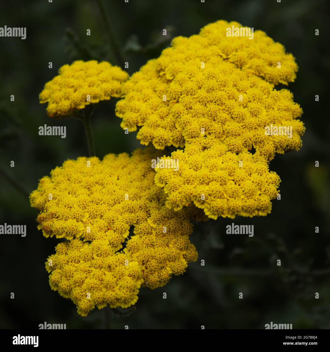 Gelbe Blume, Nahaufnahme. Stockfoto