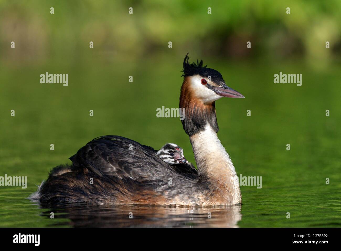 Haubentaucher (Podiceps cristatus) mit Jungvögel im Gefieder, Krickenbecker Seen, Nordrhein-Westfalen, Deutschland Stockfoto