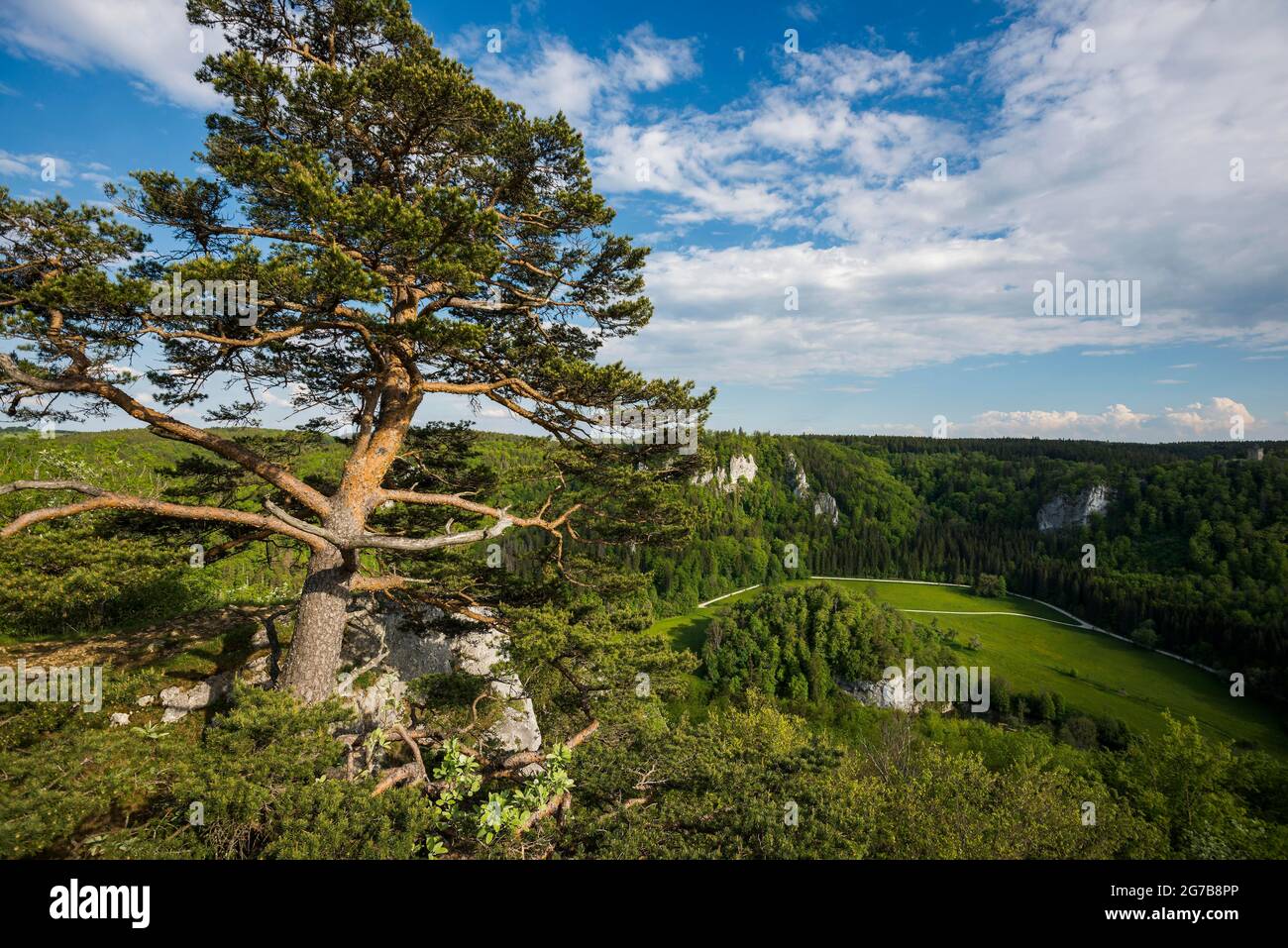 Blick von Stiegelesfelsen, bei Fridingen, Naturpark Obere Donau, Oberes Donautal, Donau, Schwäbische Alb, Baden-Württemberg, Deutschland Stockfoto