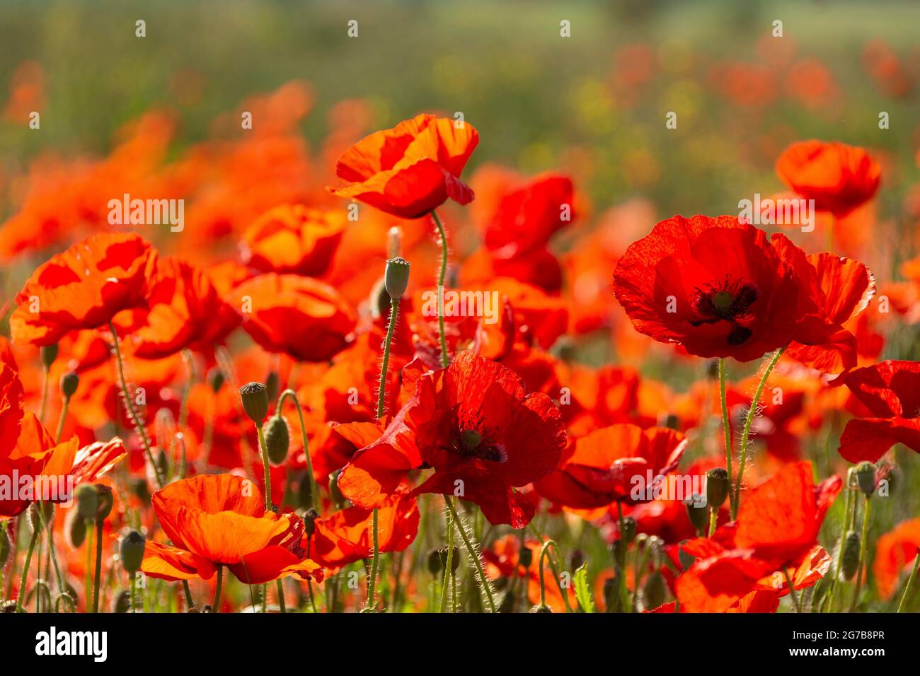 Mohn-Feld, Departement Puy de Dome, Auvergne-Rhone-Alpes, Frankreich Stockfoto