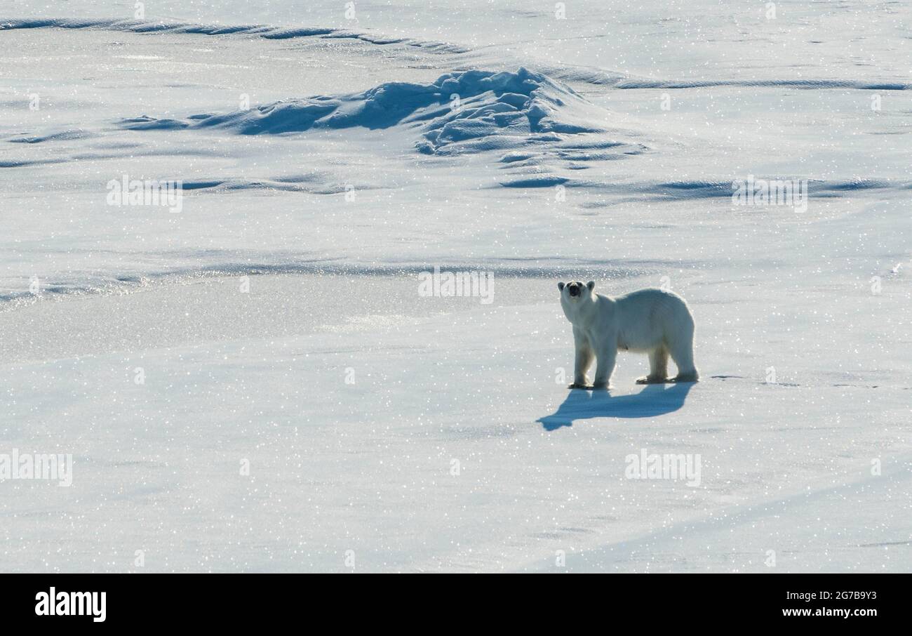 Eisbär (Ursus maritimus) in der hohen Arktis nahe dem Nordpol Stockfoto