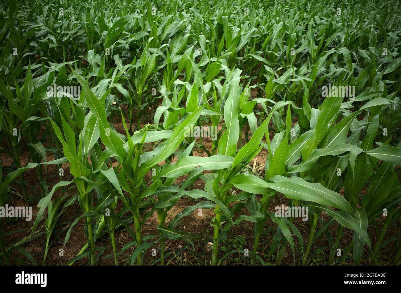 Cornfield, Baden-Württemberg, Deutschland Stockfoto