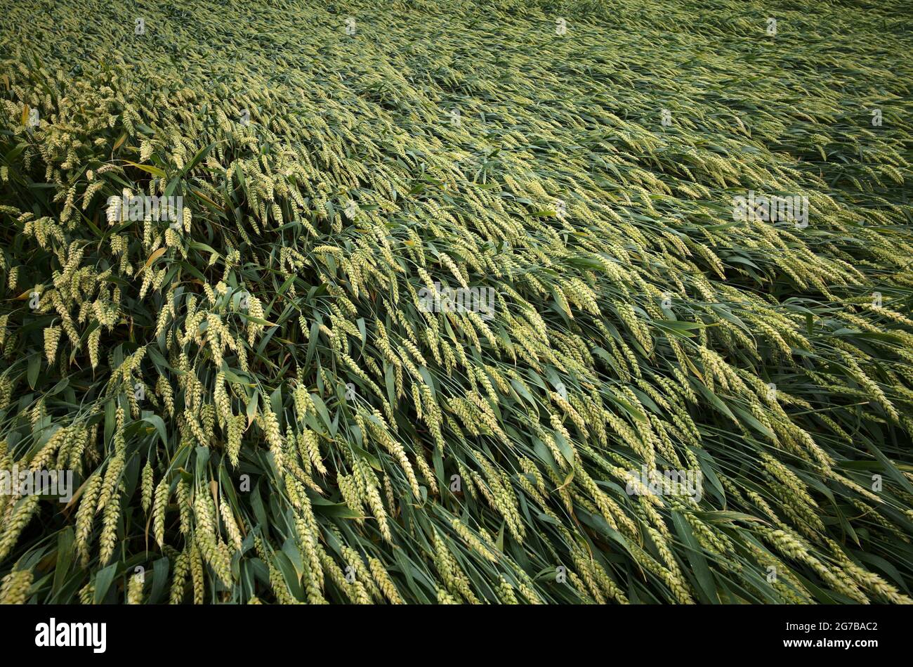 Ernteausfall nach Sturm, Weizenohren vom Sturm niedergedrückt, Baden-Württemberg, Deutschland Stockfoto