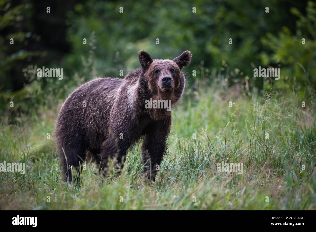 Braunbär (Ursus arctos), auf der Wiese, Bieszczady, Polen Stockfoto
