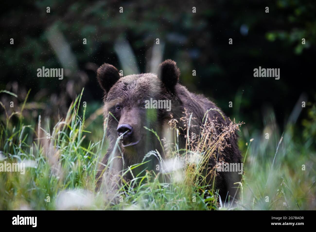 Braunbär (Ursus arctos), auf der Wiese, Bieszczady, Polen Stockfoto