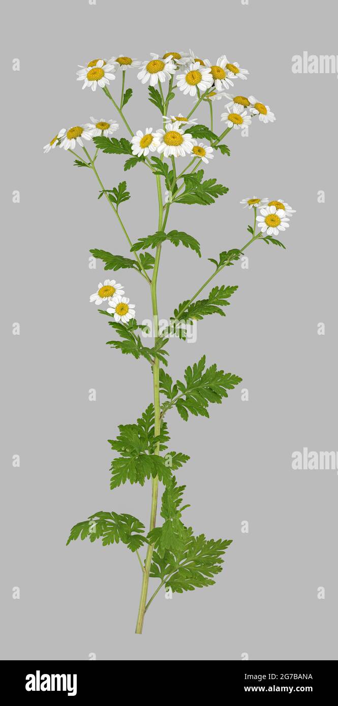 Feverfew (Tanacetum parthenium), Deutschland Stockfoto