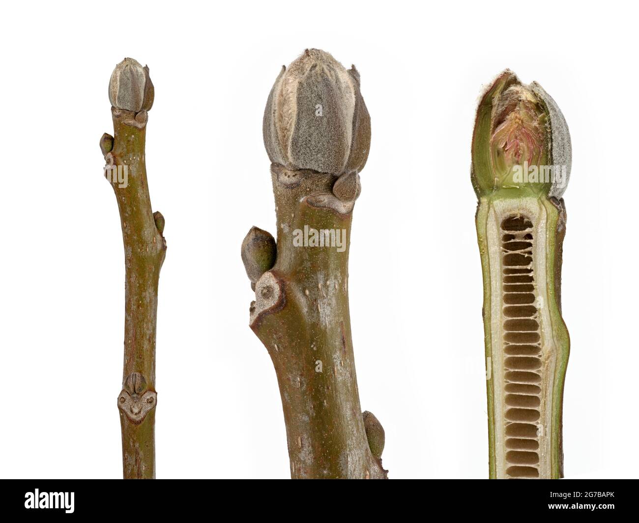 Knospe der walnuss Fotos und Bildmaterial in hoher Auflösung Alamy