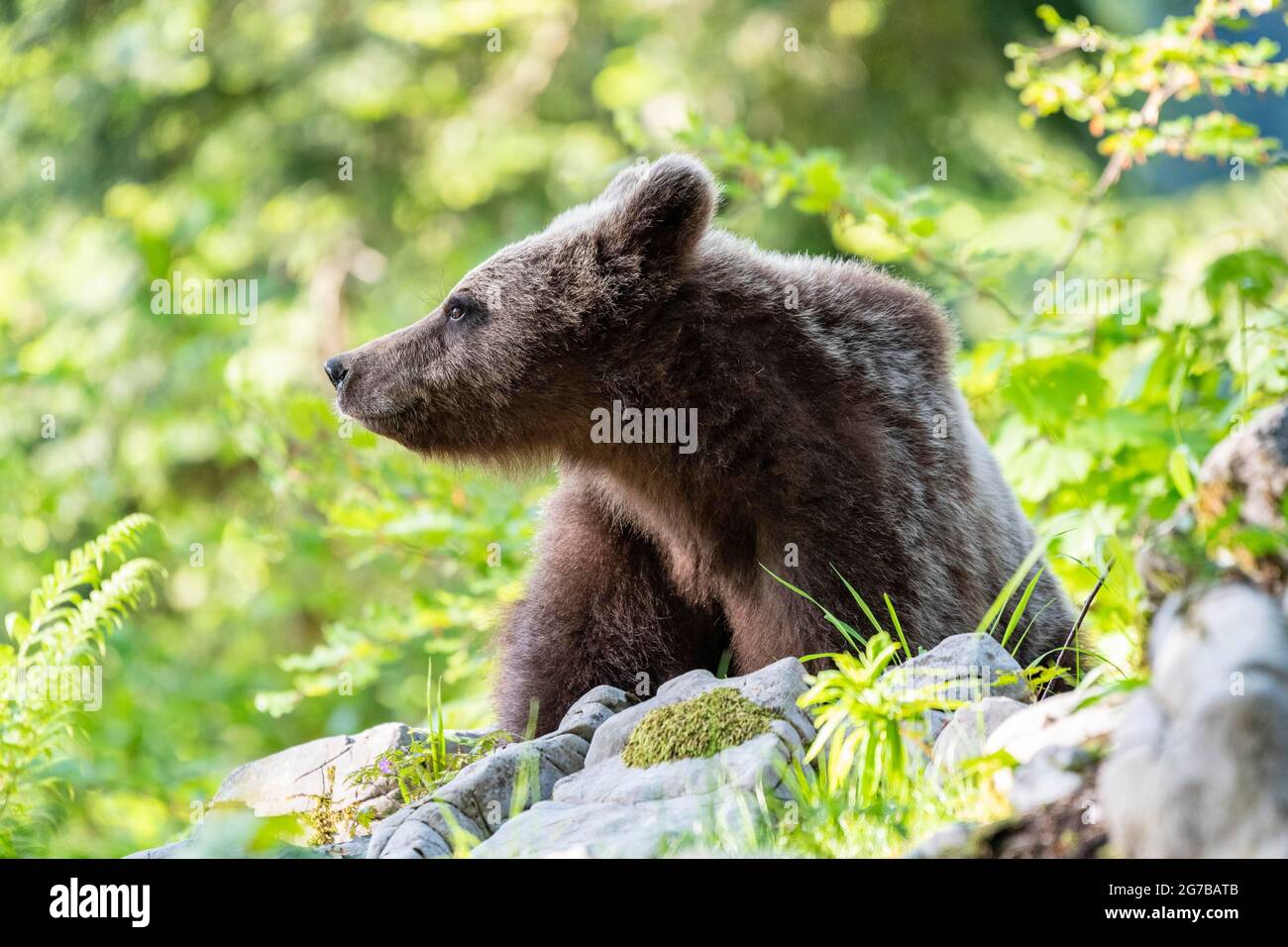 Europäischer Braunbär (Ursus arctos arctos), im Wald, Region Notranjska, Slowenien Stockfoto