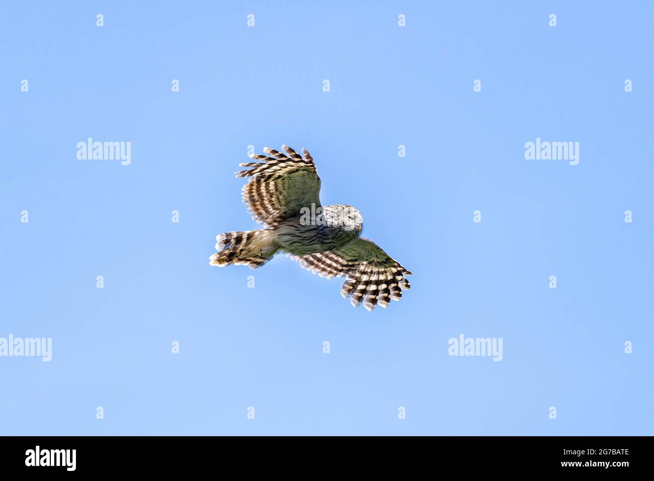 Uralkauz (Strix uralensis) im Flug, Region Notranjska, Slowenien Stockfoto