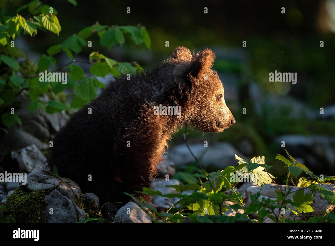 Europäischer Braunbär (Ursus arctos arctos), Babybär im Wald, Region Notranjska, Slowenien Stockfoto