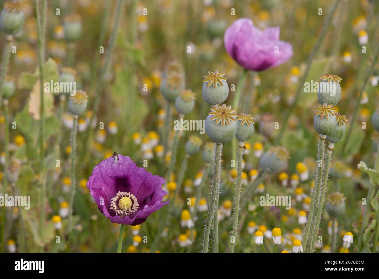 Opiummohn (Papaver somniferum), Blüten- und Kapselfrüchte, Baden-Württemberg, Deutschland Stockfoto