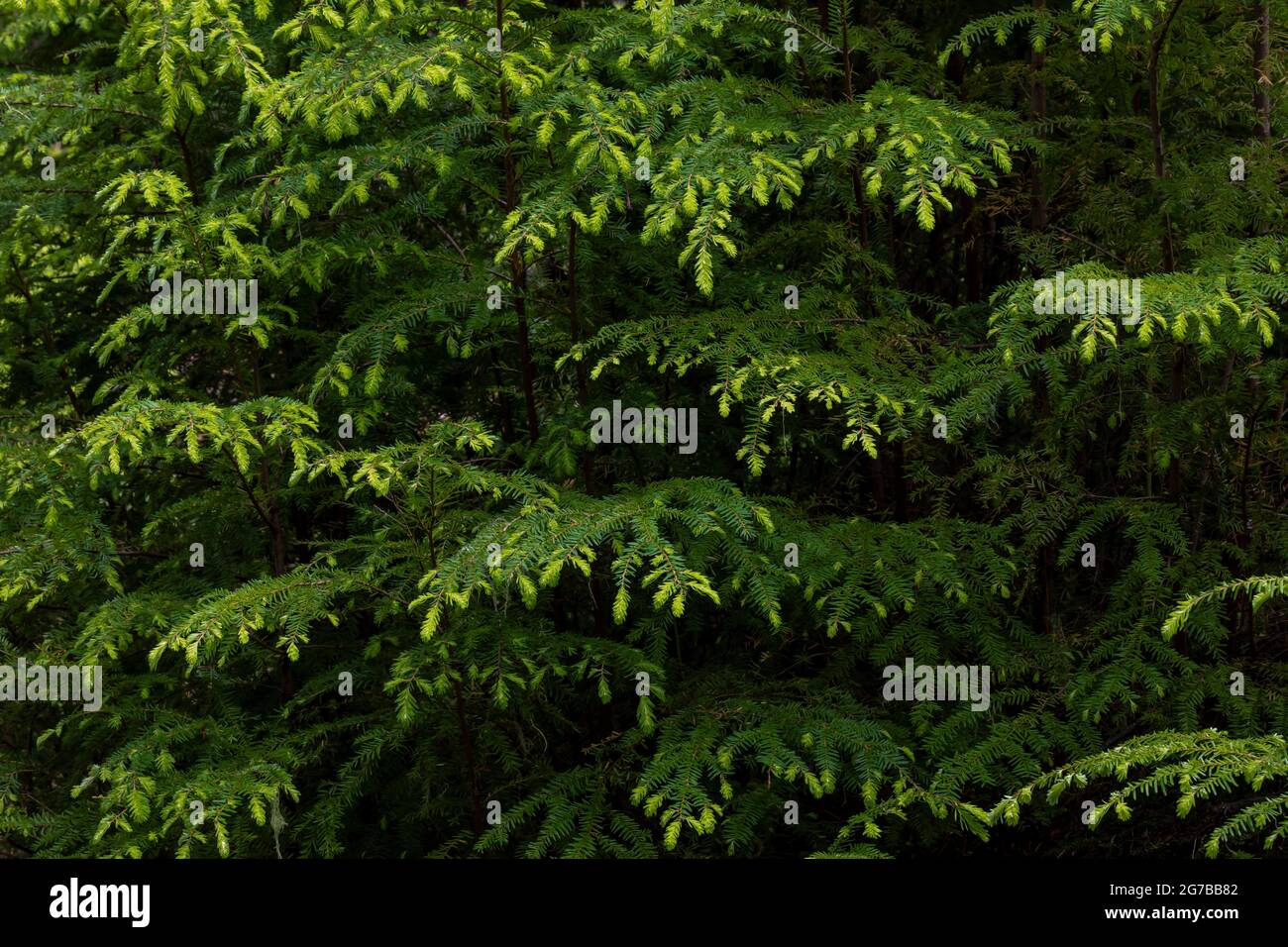 WESTERN Hemlock, Tsuga heterophylla, Äste mit Frühlingswachstum entlang des Skookum Flats Trail, Mount Baker-Snoqualmie National Forest, Washington State, USA Stockfoto