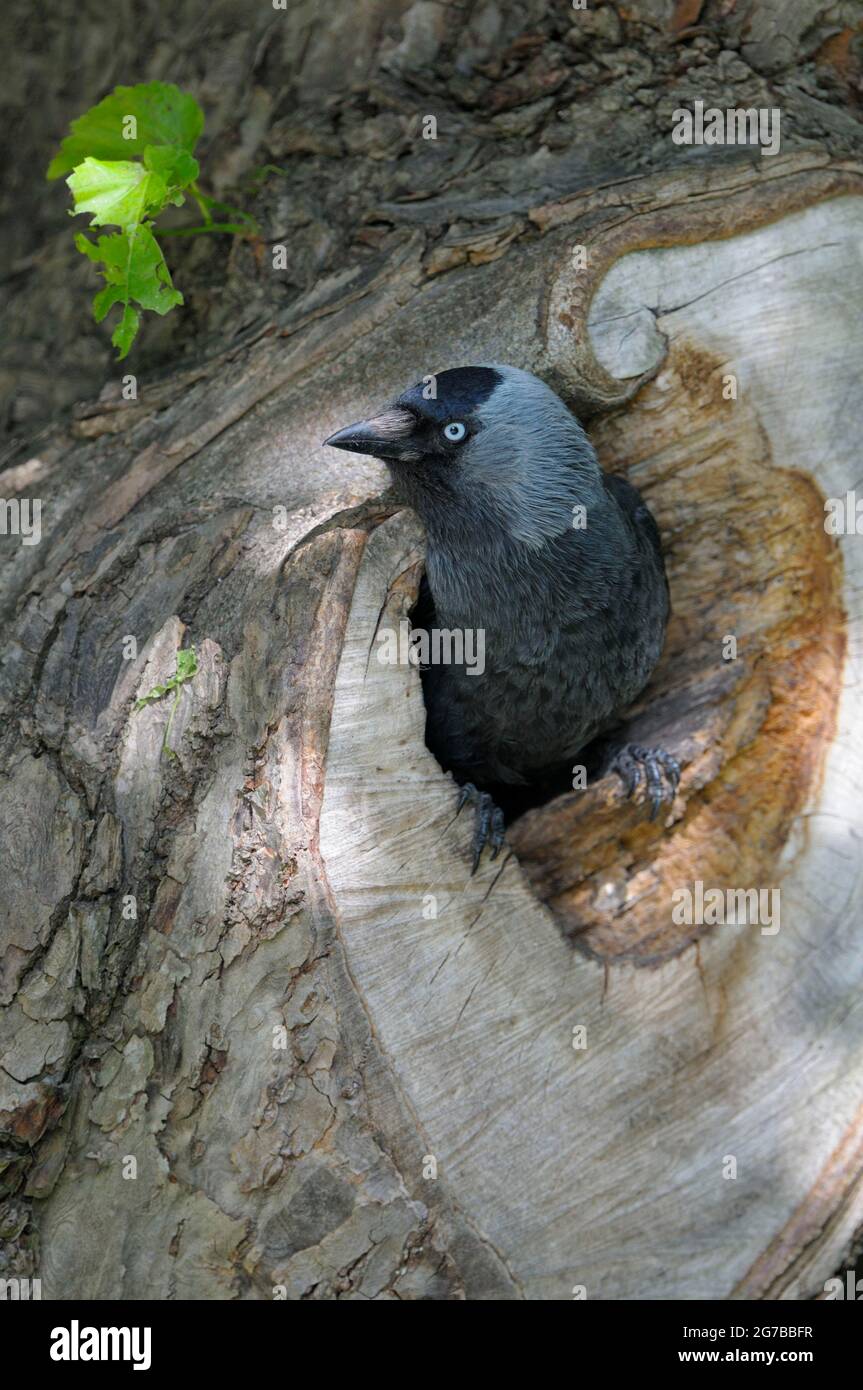 Dohlen im Nestloch, Nordrhein-Westfalen, Deutschland Stockfoto