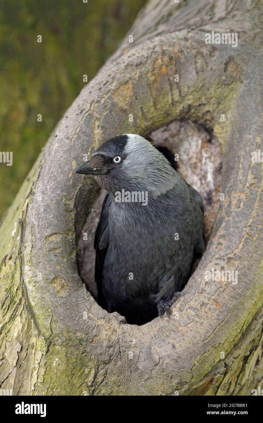 Dohlen, ausgewachsener Vogel am Brutloch, Mai, Borken, Münsterland, Nordrhein-Westfalen, Deutschland Stockfoto