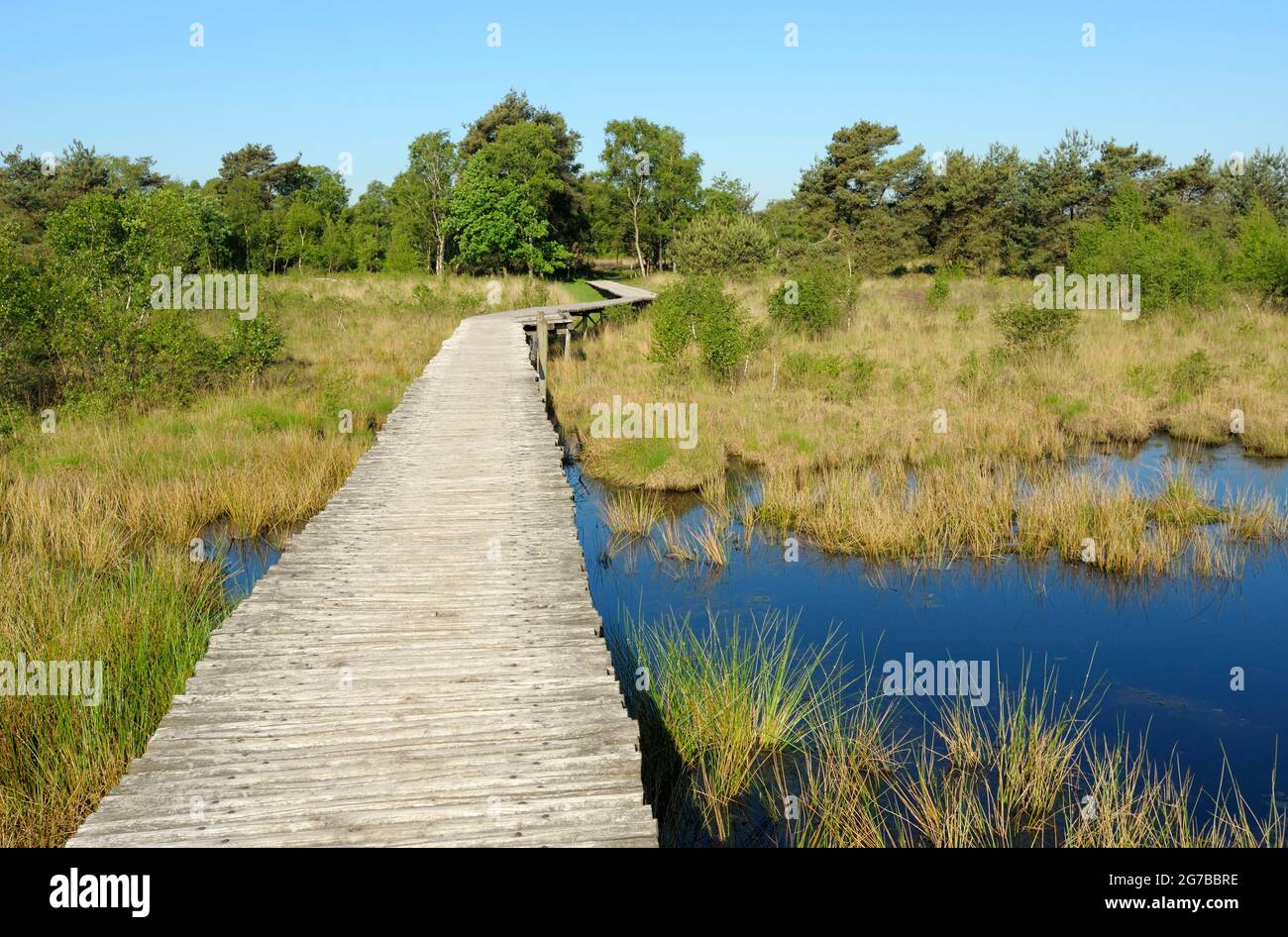Groote Peel Nationalpark, Knueppelweg im Moor, Mai, Provinz Limburg, Niederlande Stockfoto