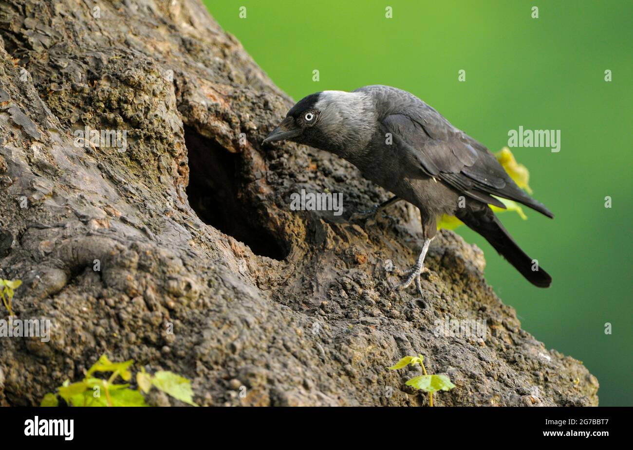 Dohlen, ausgewachsener Vogel am Brutloch, Mai, Borken, Münsterland, Nordrhein-Westfalen, Deutschland Stockfoto