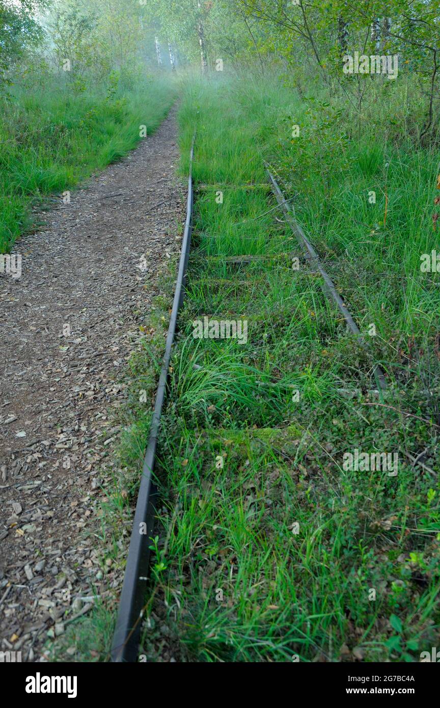 Alte Gleise der Moorbahn, Moorbahn, August, NSG Kendlmühlfilzn, Grassau, Chiemgau, Bayern, Deutschland Stockfoto