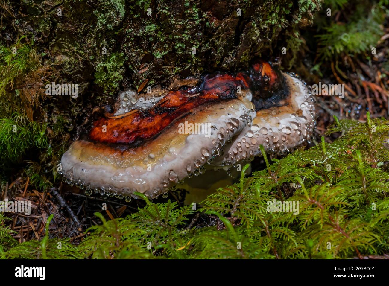 Fomitopsis pinicola, ein Schelfpilz, der eine Pilzausattung entlang des Skookum Flats Trail, Mount Baker-Snoqualmie National Forest, Washington State, zeigt, Stockfoto
