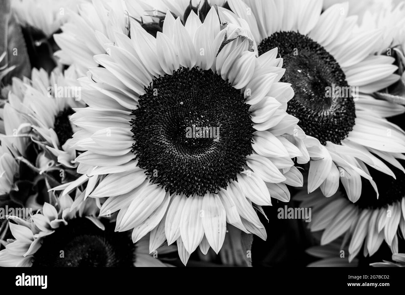 Nahaufnahme mehrerer blühender Sonnenblumen mit einem Schwarz-Weiß-Filter. Stockfoto