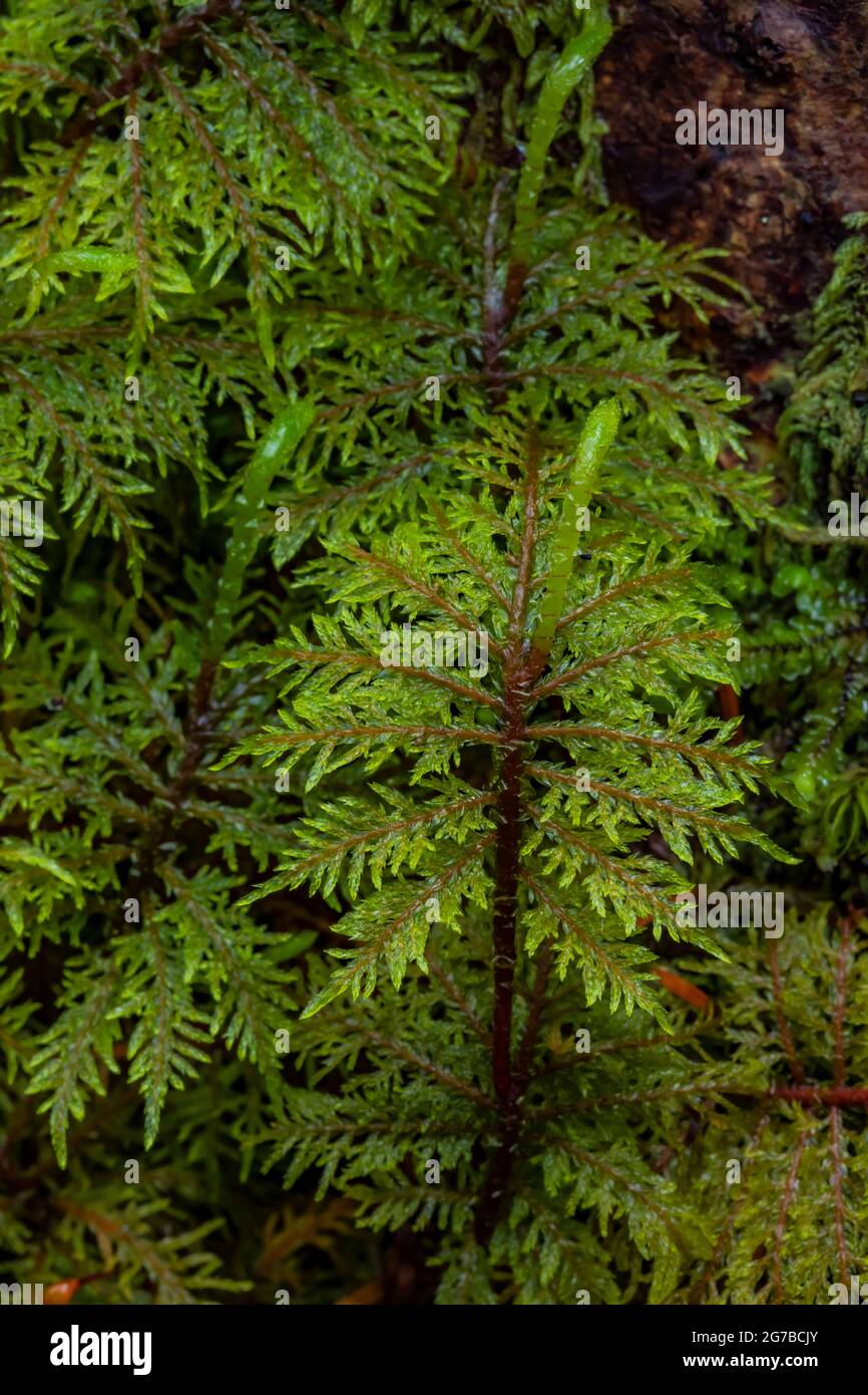 Hylocomium splendens, ein federleichtes Moos im Regenwald entlang des Skookum Flats Trail, Mount Baker-Snoqualmie National Forest, Washington State, USA Stockfoto