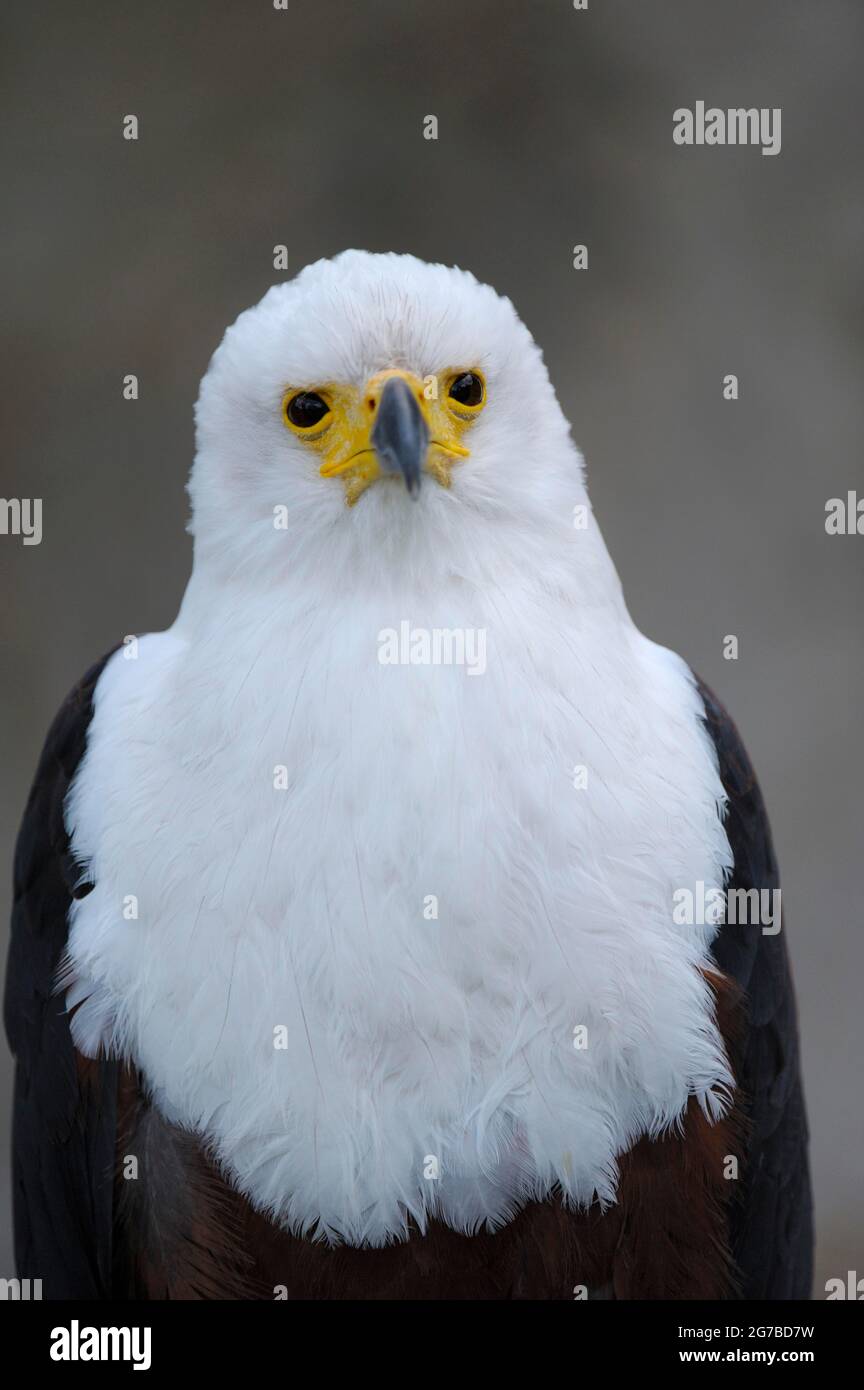 Afrikanischer Fischadler (Haliaeetus vocifer), Porträt, April, Heimat: Afrika südlich der Sahara, gefangen Stockfoto