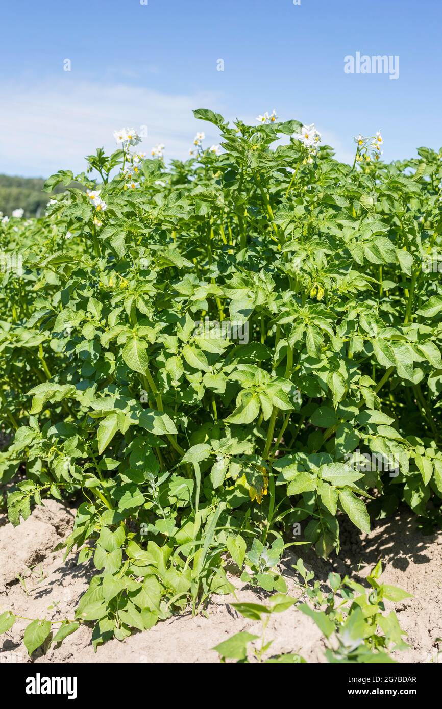 Kartoffel (Solanum tuberosum), blühender Habitus, bei Kitzscher, Landkreis Leipzig, Sachsen, Deutschland Stockfoto