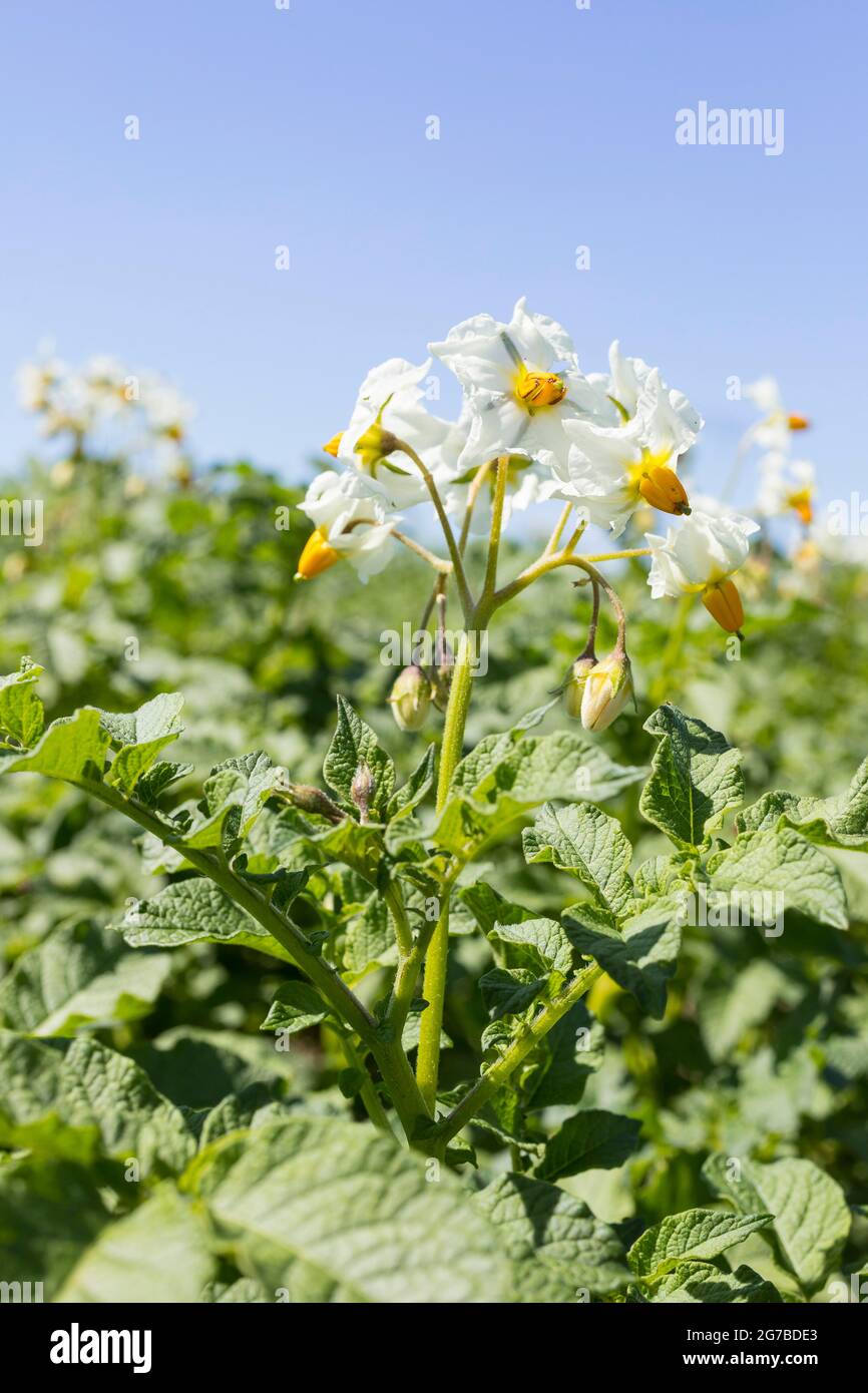 Kartoffelblüten (Solanum tuberosum), Kartoffelfeld bei Kitzscher, Kreis Leipzig, Sachsen, Deutschland Stockfoto