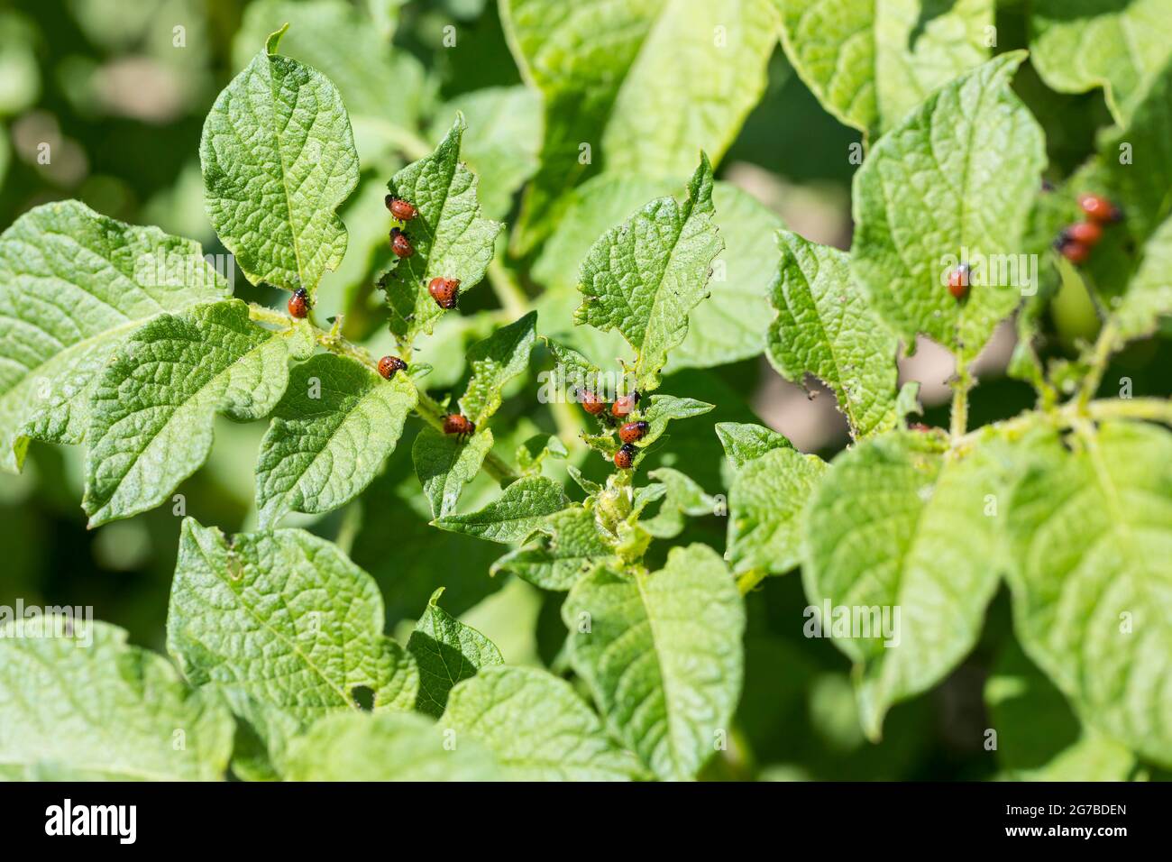 Larve des Kartoffelkäfers Colorado (Leptinotarsa decemlineata) auf dem Blatt einer Kartoffel (Solanum tuberosum), Schädlingsbefall auf einem Kartoffelfeld in Stockfoto