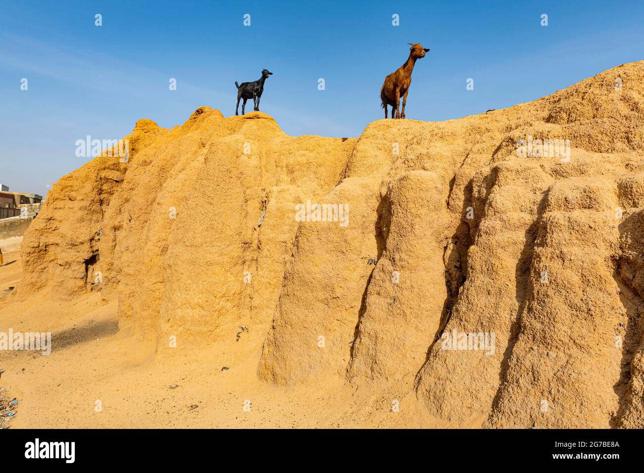 Ziegen auf der alten Sandsteinmauer, Kano, Kano State, Nigeria Stockfoto