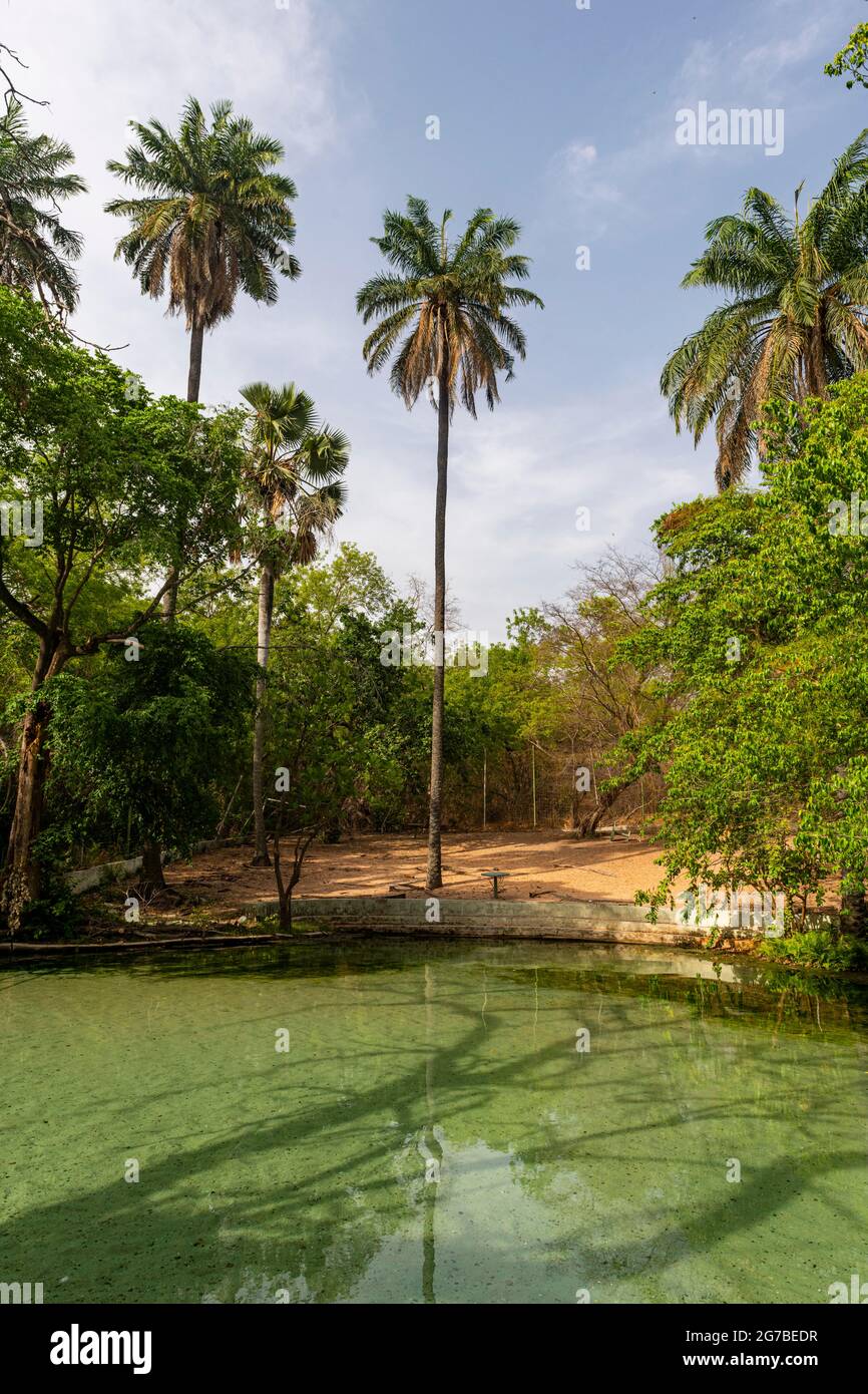 Türkisfarbene Wikki-Quellen, Yankari-Nationalpark, Ostnigeria Stockfoto