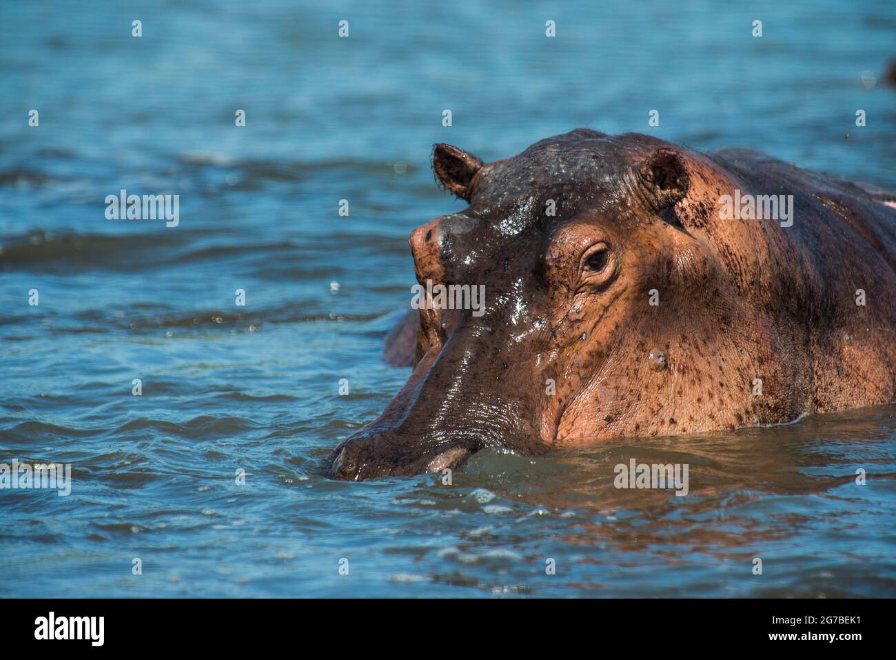 Hippopotamus (Hippopotamus amphibius), Murchison Falls National Park, Uganda, Afrika Stockfoto
