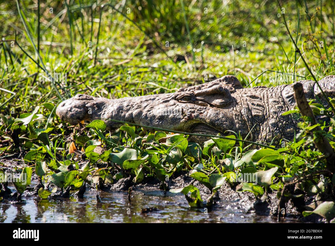 Krokodil (Crocodylinae), Murchison Falls National Park, Uganda, Afrika Stockfoto