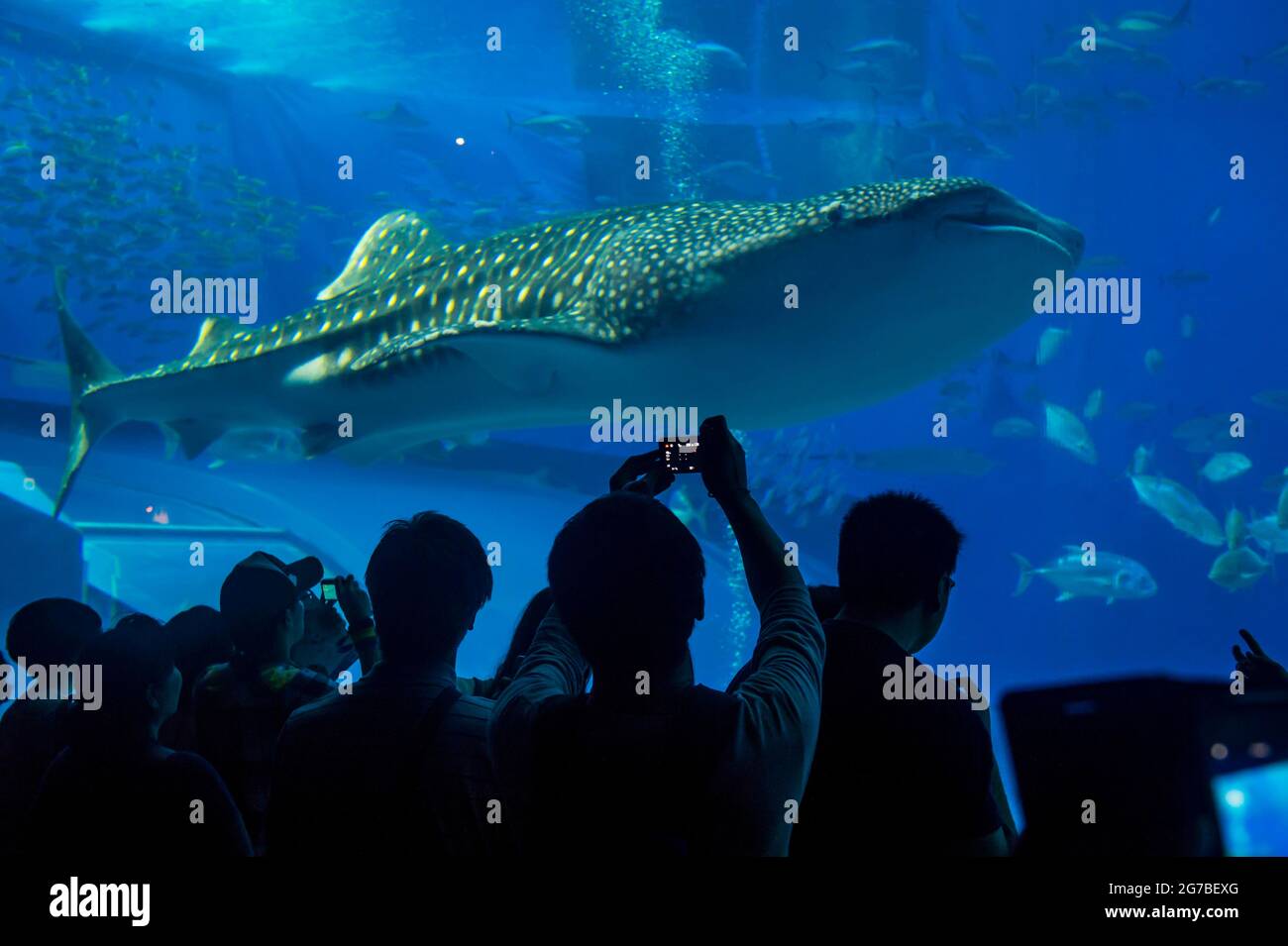 Whaleshark im Churaumi Aquarium, Ocean Expo Park, Okinawa, Japan Stockfoto