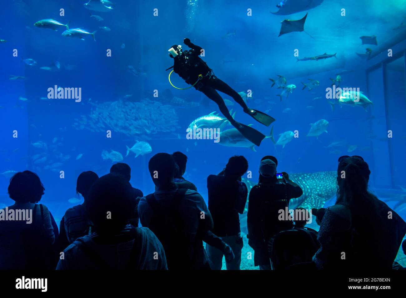 Der Tauch reinigt das riesige Glas des Churaumi Aquariums, Ocean Expo Park, Okinawa, Japan Stockfoto