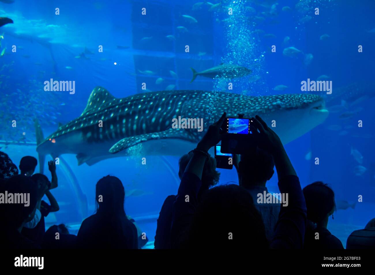 Whaleshark im Churaumi Aquarium, Ocean Expo Park, Okinawa, Japan Stockfoto