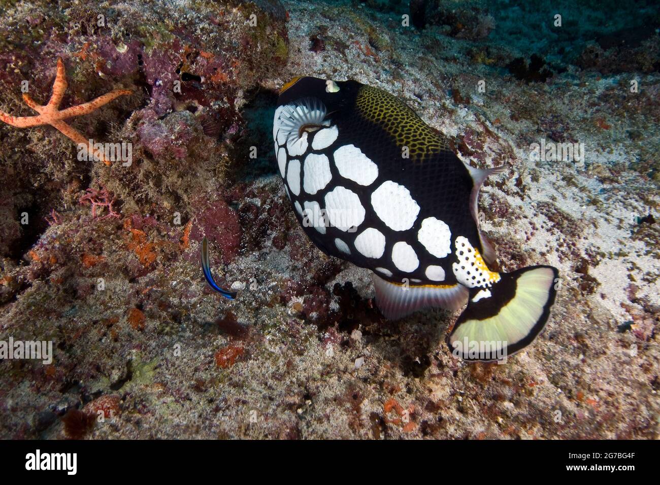 Clown-Drückerfische knabbern auf Korallen in Manta Point, Malediven Stockfoto