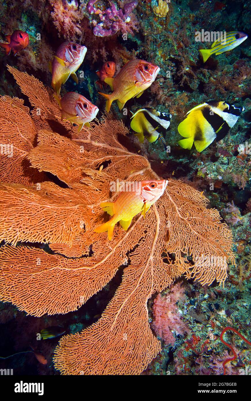 Maskierte Bannerfische, robuste Soldatenfische und Säbelhörnchen bei Orange Sea Fan, Kudarah Thila, Malediven Stockfoto