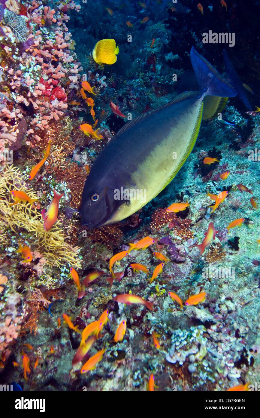 Bluetail-Einhornfisch auf Kudarah Thila, Malediven Stockfoto