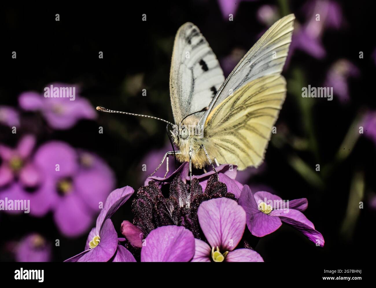 Kohl weißer Schmetterling auf violetten Blumen Stockfoto