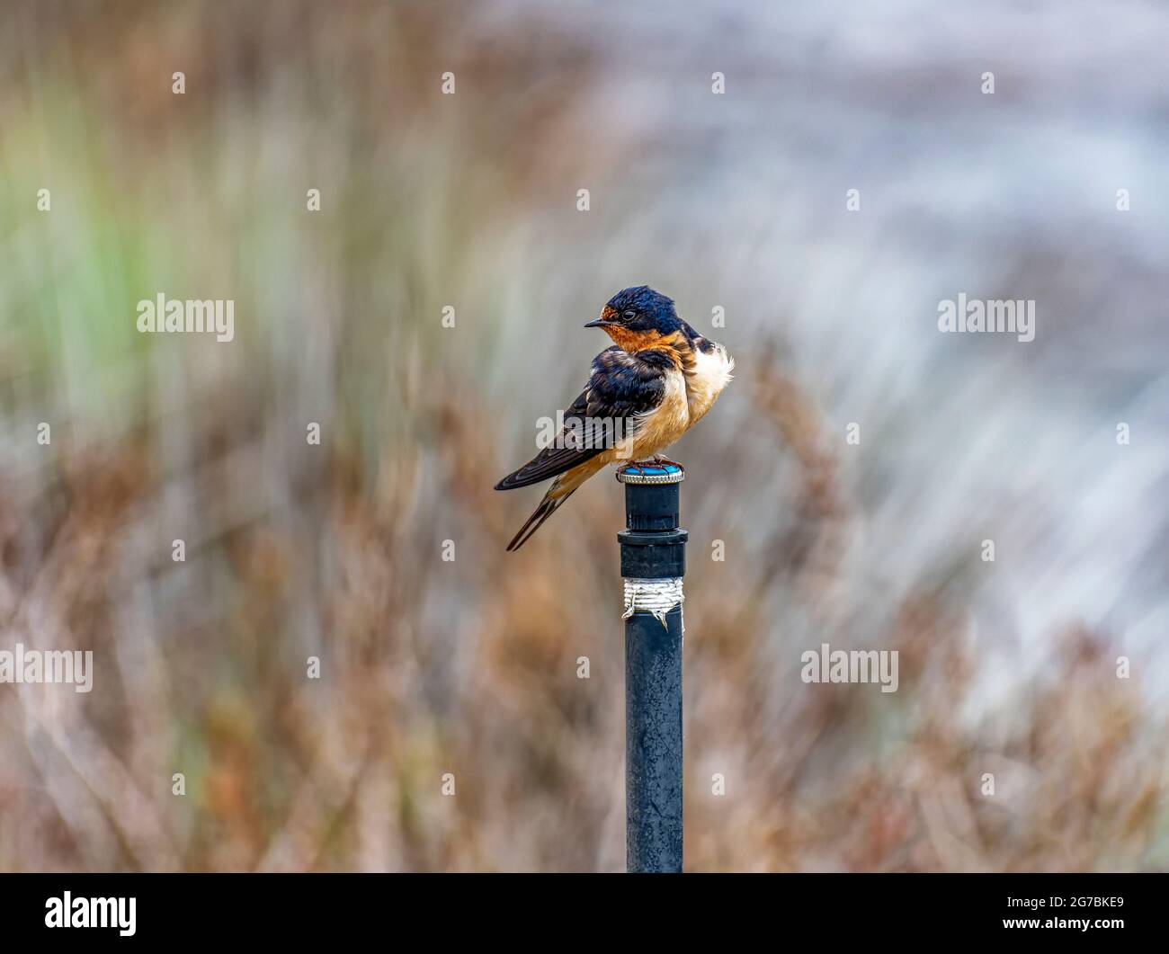 Scheune Swallow (Hirundo rustica) an einer Wasserleitung in Malibu Lagoon State Beach, CA. USA Stockfoto