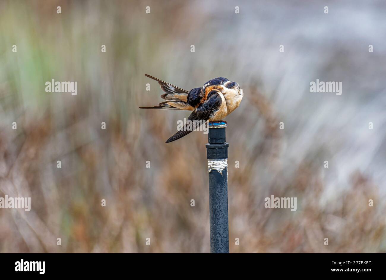 Scheune Swallow (Hirundo rustica) an einer Wasserleitung in Malibu Lagoon State Beach, CA. USA Stockfoto