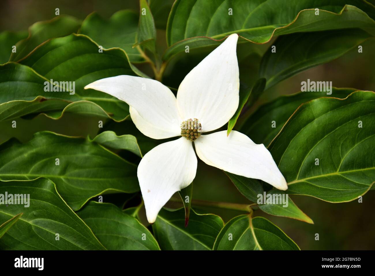 Weiße, vierblättrige Blume eines Dogwood-Baumes (Cornus sp) Stockfoto