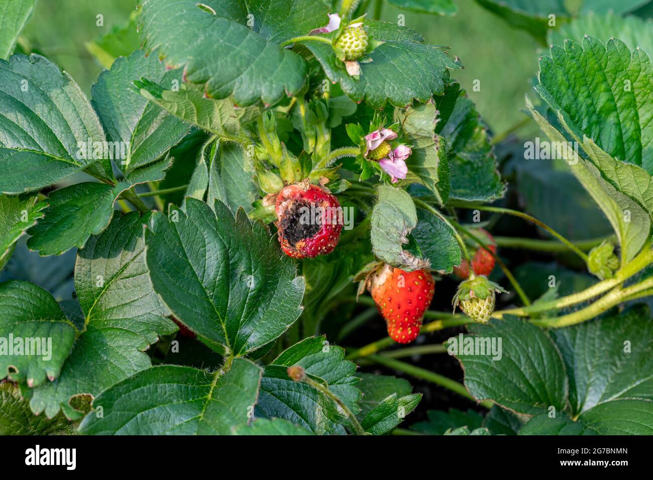 Erdbeerfrucht mit schwarzem Fleckpilz. Gartenbau, Gartenbau und Bio-Landwirtschaft Konzept Stockfoto