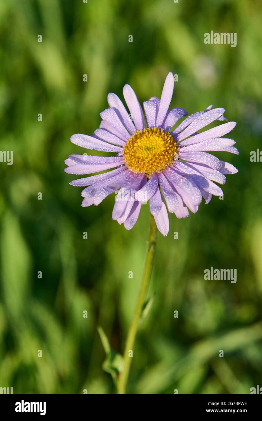 Alpine Aster (Aster alpinus), AKA Blue Star Daisy, Alleheny Aster, Rock Aster, Spray Lakes Provincial Park, Kananaskis Country, Alberta, Kanada. Stockfoto