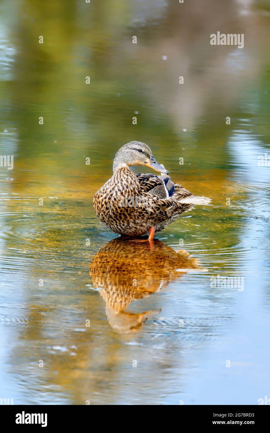 Ein vertikales Bild einer weiblichen Stockente (Anas platyrhynchos), die ihre Federn in einem abgelegenen Bereich des Biberteiches am Maxwell Lake in Hinton A aufreibt Stockfoto