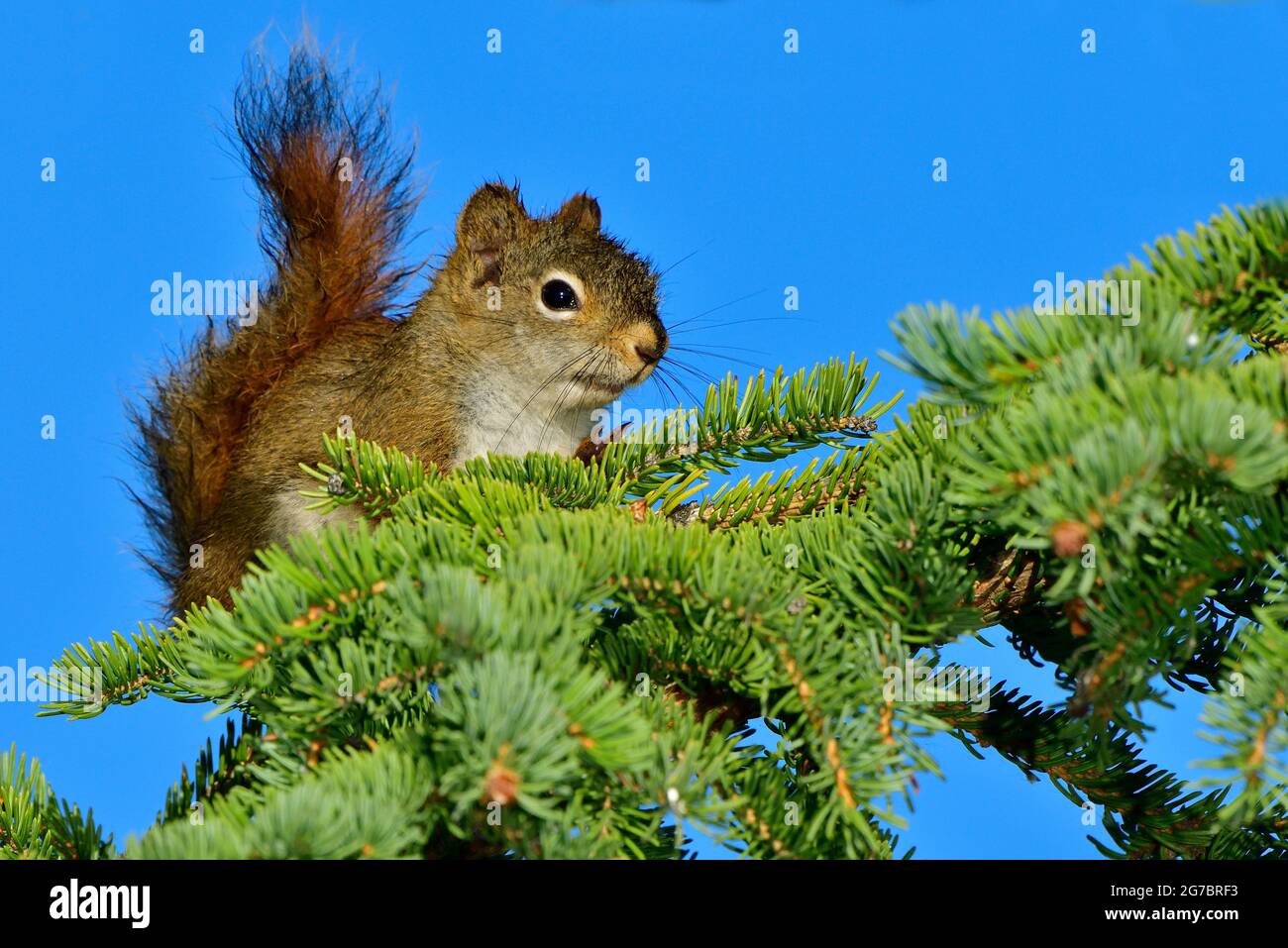 Ein junges rotes Eichhörnchen 'Tamiasciurus hudsonicus', das in einem Tannenzweig vor einem klaren blauen Himmel im ländlichen Alberta Canada auf Nahrungssuche geht Stockfoto