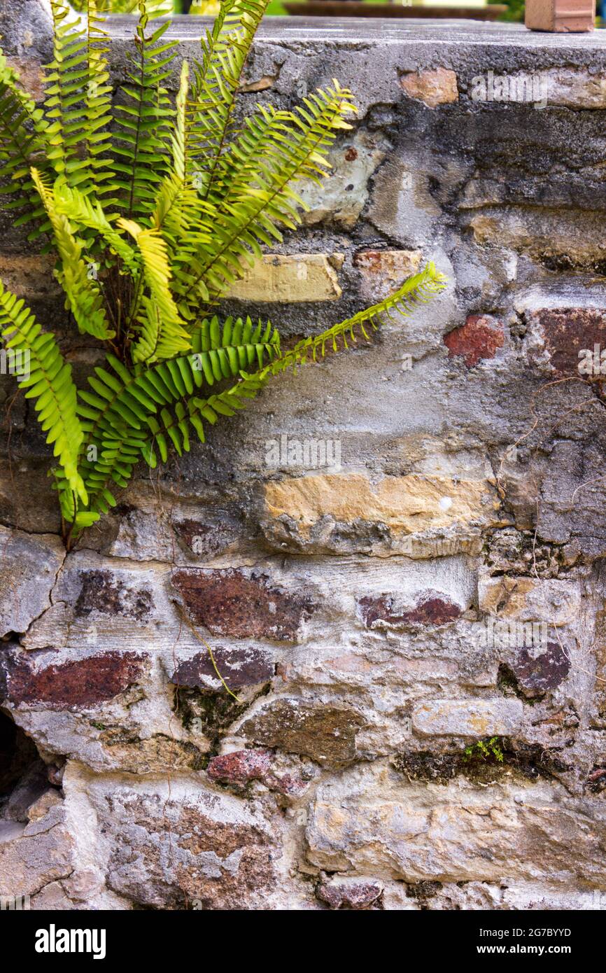 Ein Paar Schwertfarne Klammern sich an eine Steinmauer auf der Insel St. Croix, USVI. Stockfoto