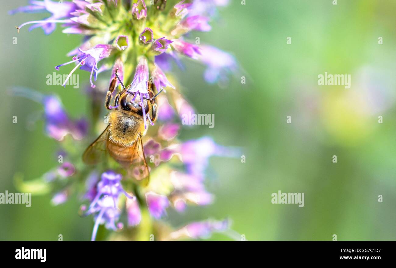 Eine ungewöhnliche Aufnahme einer Honigbiene (APIs mellifera), die sich an einer Blume festhält und mit dem Rücken an die Kamera hängt. Speicherplatz kopieren. Long Island, New York. Stockfoto