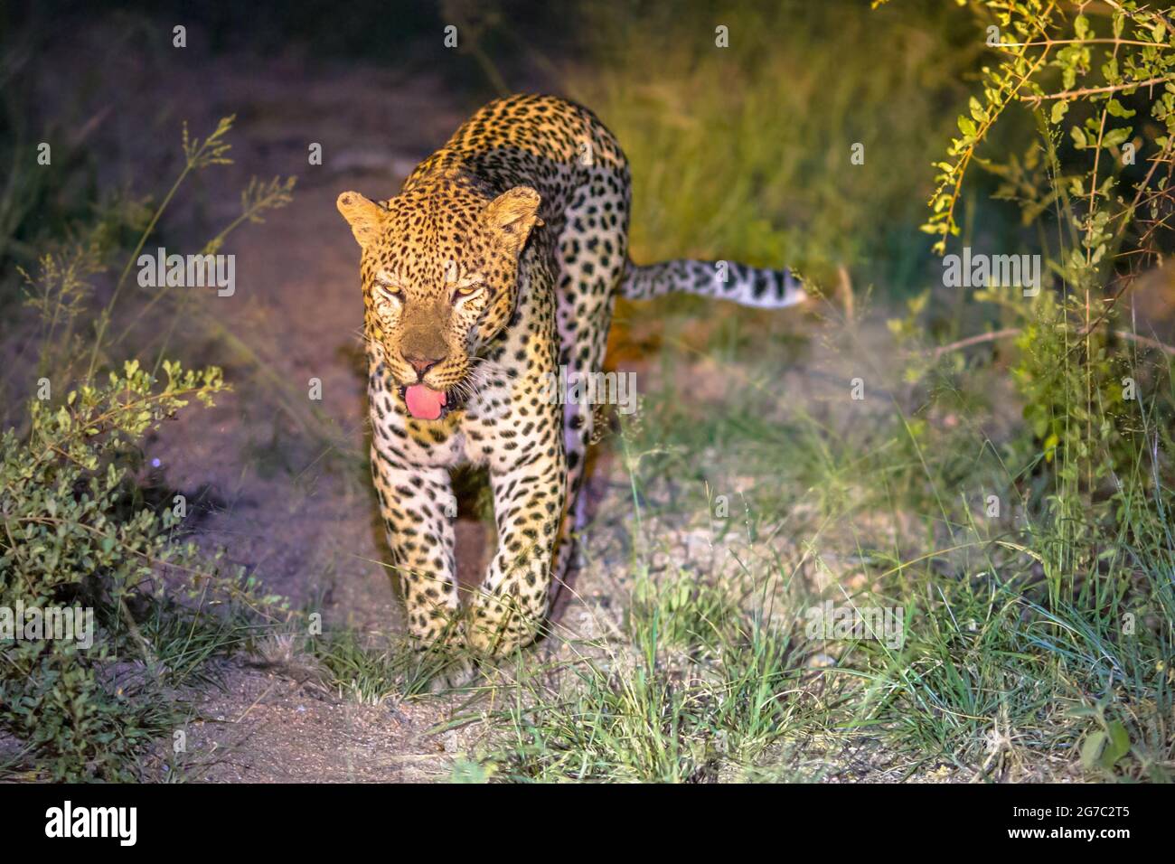 African Leopard (Panthera pardus) Wandern in der Dunkelheit auf Savanne im Kruger Nationalpark, Südafrika Stockfoto